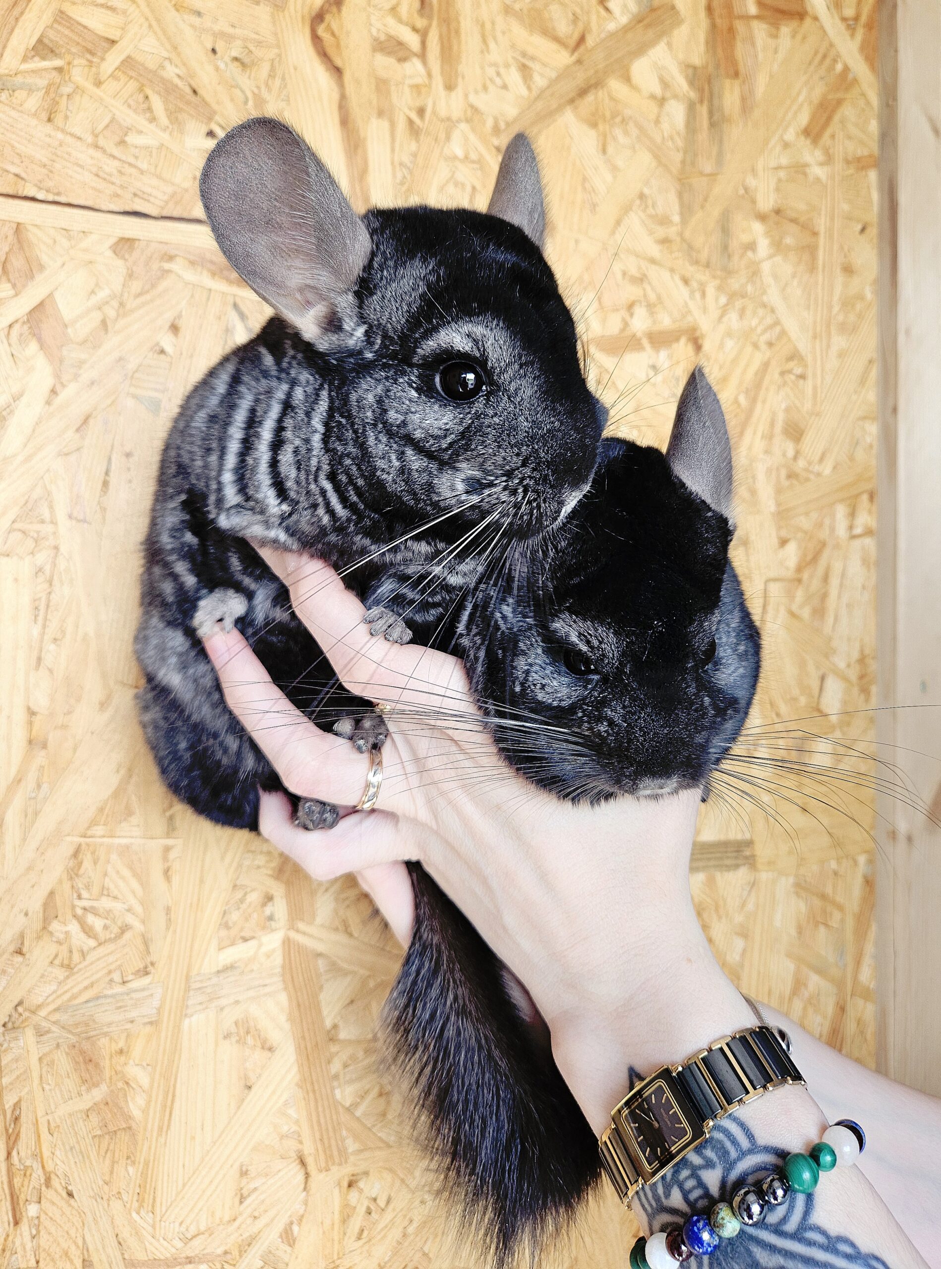Chinchillas pour la zoothérapie